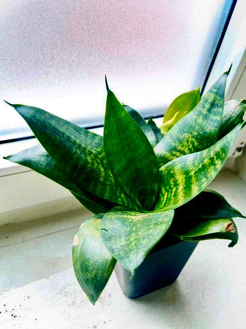 Sansevieria Trifasciata Hahnii, Huis en Inrichting, Kamerplanten, Overige soorten, Minder dan 100 cm, Groene kamerplant, Halfschaduw