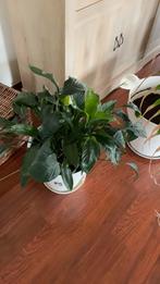 Kamerplant 8 euro zonder pot., Huis en Inrichting, Bloeiende kamerplant, Ophalen, Minder dan 100 cm