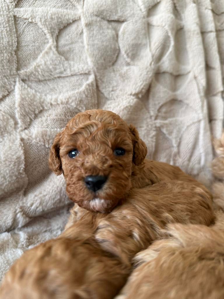 Toy poedel, Dieren en Toebehoren, Honden | Niet-rashonden, Klein, Teef, Fokker | Hobbymatig, Meerdere, België, 8 tot 15 weken