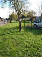 Te huur kleine wei in Bekkevoort