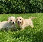 Lieve golden retriever pups, Dieren en Toebehoren, België, 8 tot 15 weken, Meerdere, Meerdere dieren