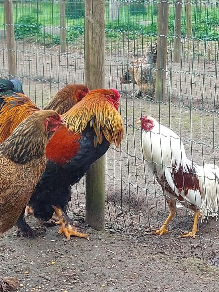 Yokohama hanen, Mâle, Poule ou poulet