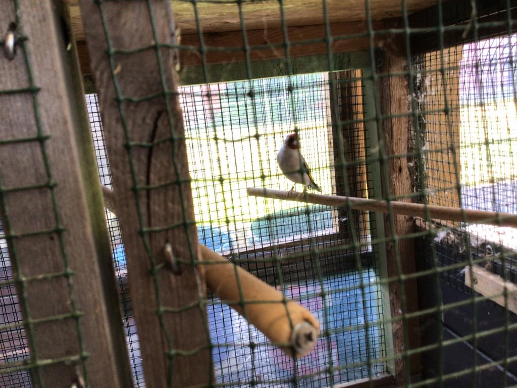 Noordse distelvink, Animaux & Accessoires, Oiseaux | Canaris