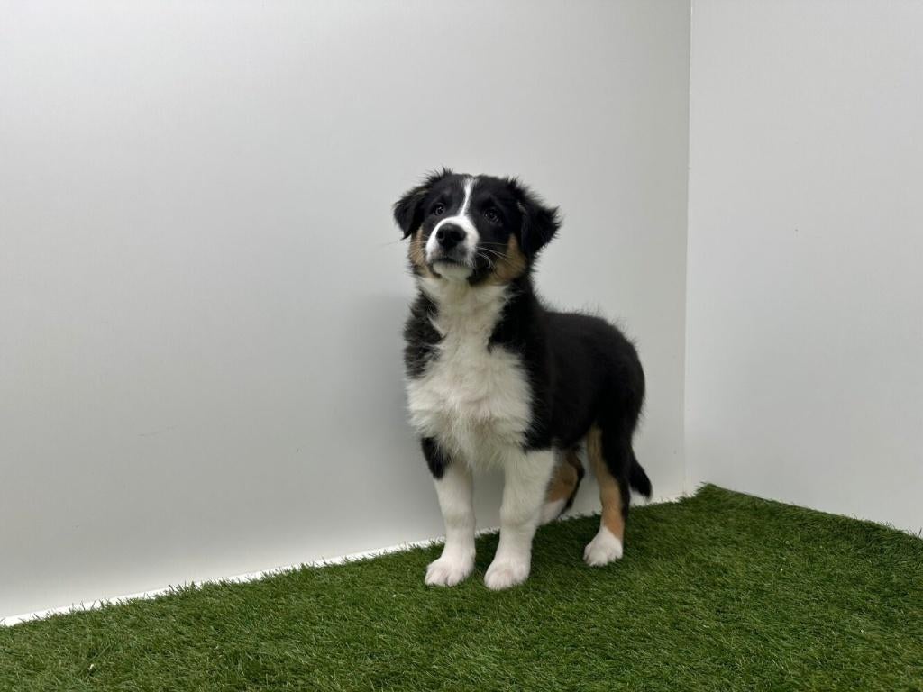 Portée de chiots de Berger Australien