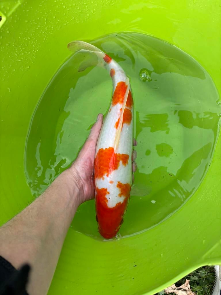 5 Diverse koi 30-40 cm, Dieren en Toebehoren, Karper of Koi