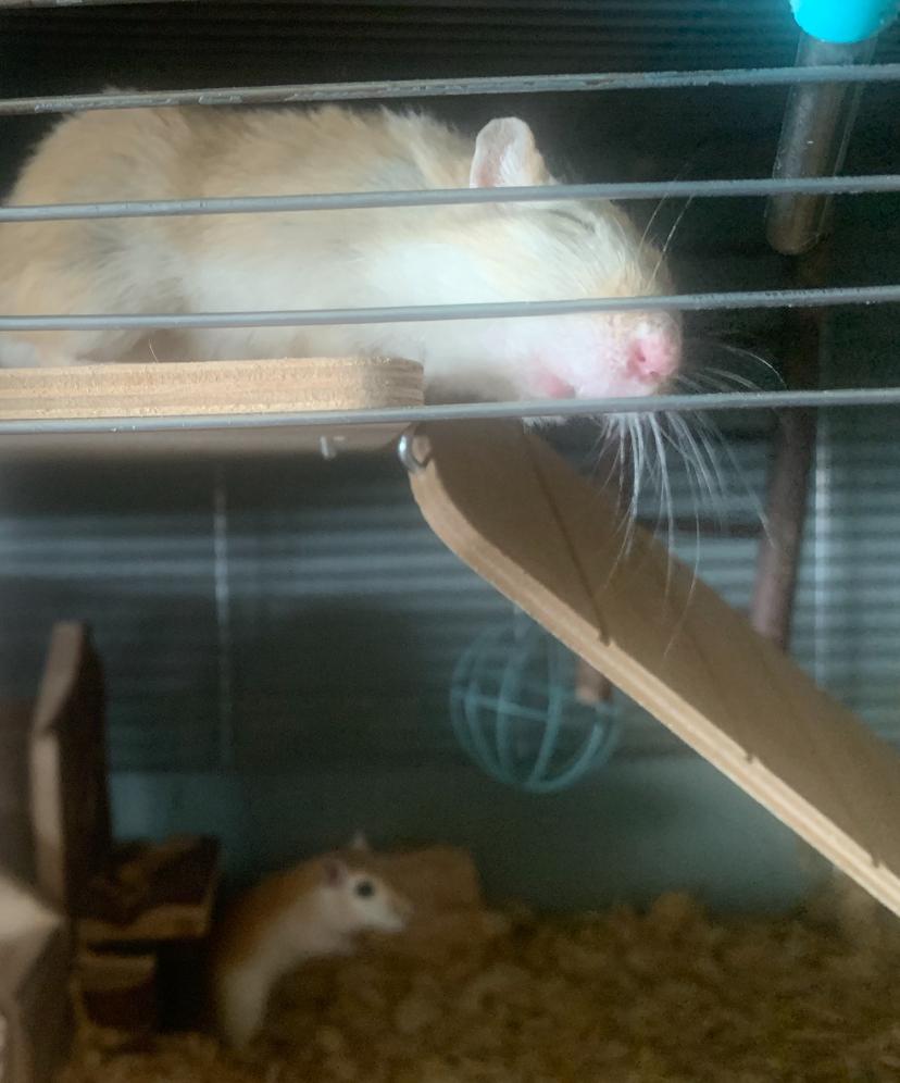 Koppel Gerbils, Animaux & Accessoires, Rongeurs, Domestique, Septembre, Autres types, Plusieurs animaux