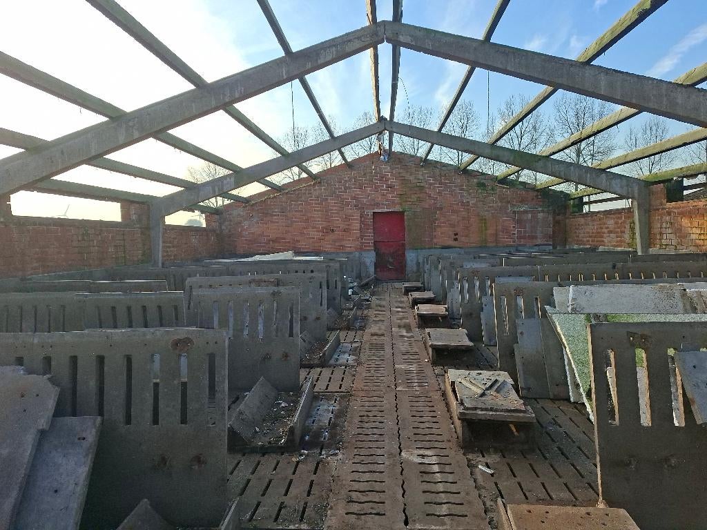 roosters varkens, Varken