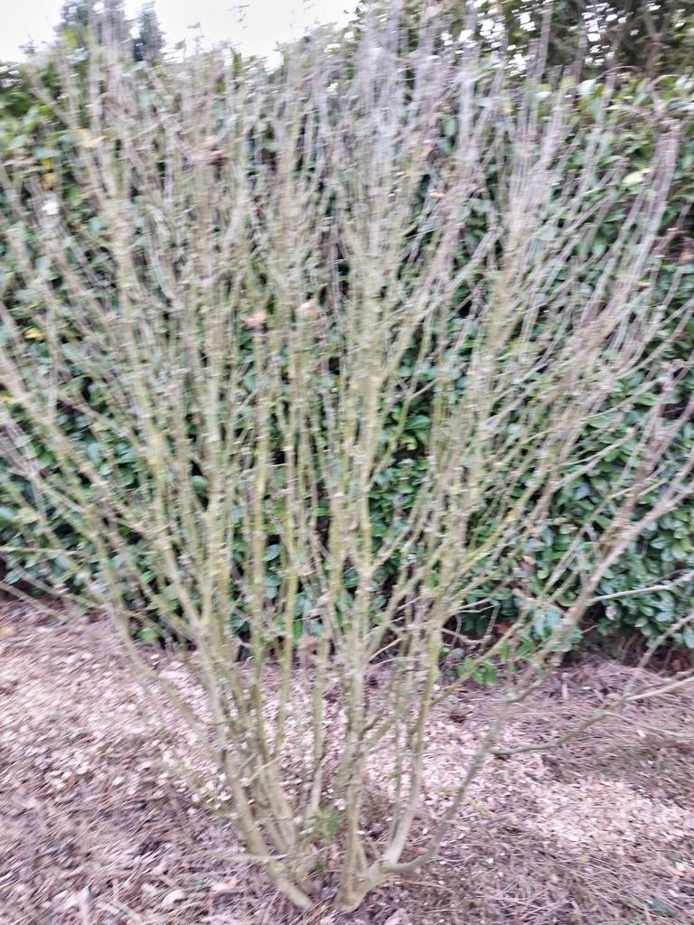 Grote hibiscus met witte bloemen, Tuin en Terras, Planten | Tuinplanten, Ophalen