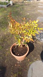 1 hemelse bamboe, Tuin en Terras, Planten | Bomen, Ophalen