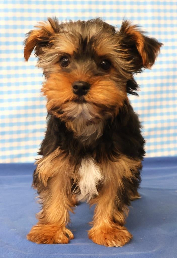 Super leuke Yorkshire pup!!!, Dieren en Toebehoren, Yorkshire Terriër, 15 weken tot 1 jaar, Reu, Buitenland