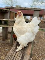 Broedeieren brahma groothoender lemon pyle, Dieren en Toebehoren, Meerdere dieren, Kip