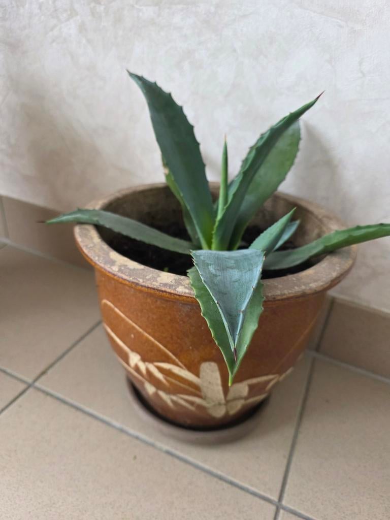 Agave, Enlèvement, Plein soleil