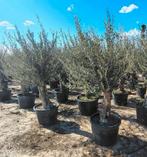 ‼️prachtige olijfbomen olea europaea aan promoprijzen‼️, Enlèvement