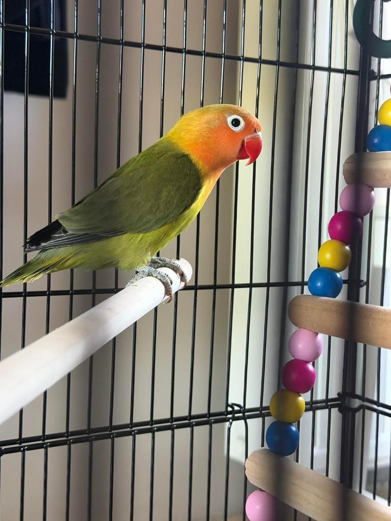 Paire de Inseparable (Agapornis) pour 95 euros, Animaux & Accessoires, Oiseaux | Perruches & Perroquets