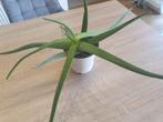 Aloë Vera plantje, Huis en Inrichting, Kamerplanten, Ophalen, Vetplant, Halfschaduw, In pot