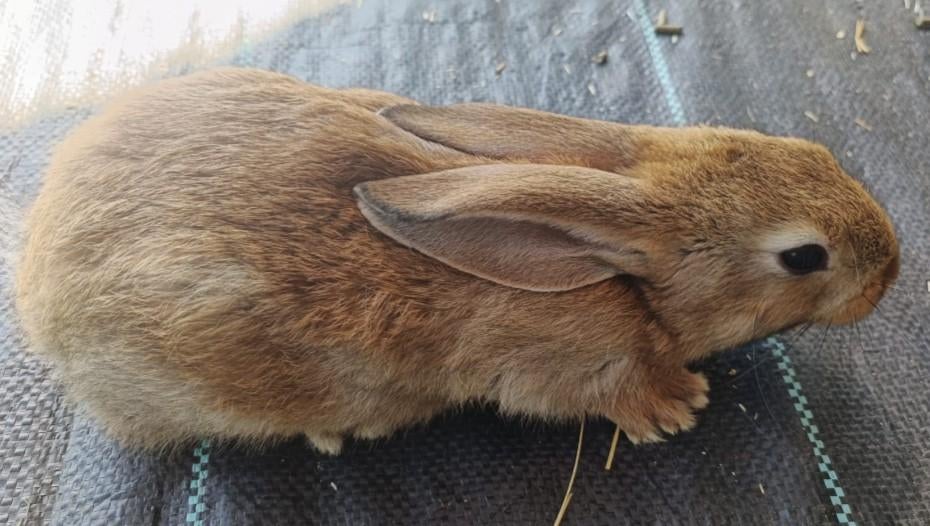 Mooie Fok konijnen, Dieren en Toebehoren, Konijnen, Meerdere dieren, Groot, 0 tot 2 jaar