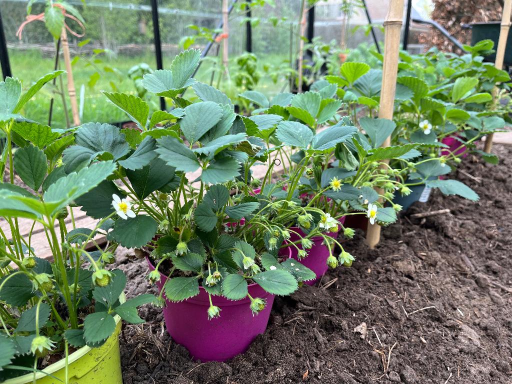 Aardbei planten, Tuin en Terras, Planten | Tuinplanten, Ophalen, Volle zon, Vaste plant, Zomer