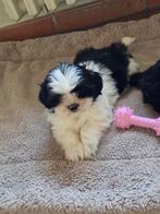 Mooi Shishu puppy’s 795 euro, Dieren en Toebehoren, Parvo, België, Overige rassen, 8 tot 15 weken