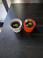 Pannenkoeken plantjes in sierpotje voor de 2 samen, Ophalen