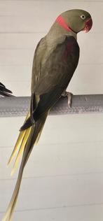 Koppel alexanders, Plusieurs animaux, Perruche, Bagué