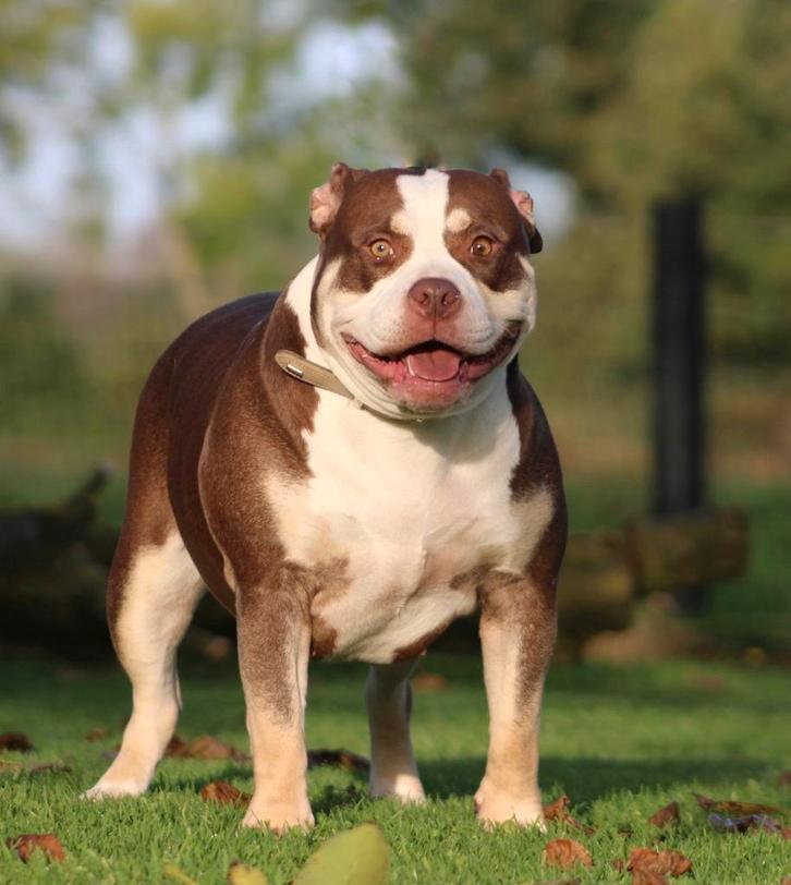 Prachtige lieve American Bully, Dieren en Toebehoren, Honden | Bulldogs, Pinschers en Molossers, Teef, Overige rassen, Fokker | Professioneel