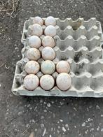 Broedeieren indische loopeend, Ophalen