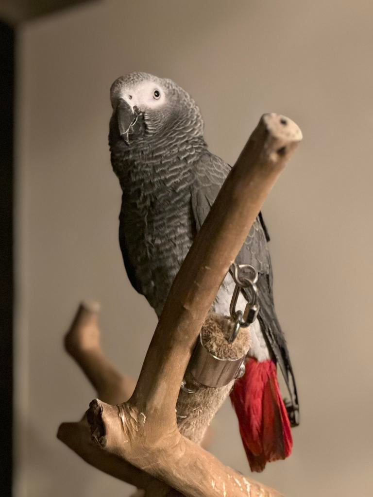 Roodstaart, Dieren en Toebehoren, Vogels | Parkieten en Papegaaien, Tam