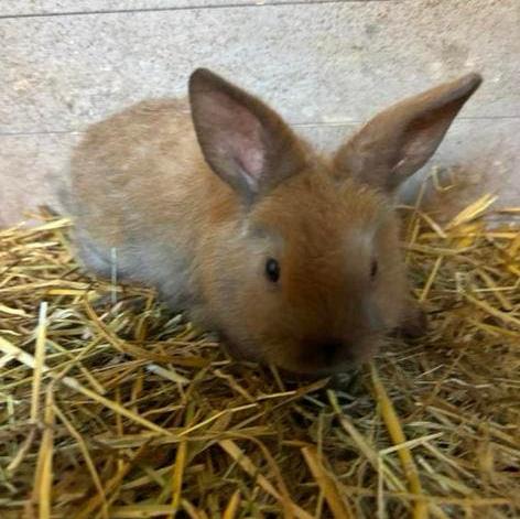 Nog 3 baby dwerg x hangoor konijntjes (vrouwtjes), Février, Domestique, Autres types, Femelle