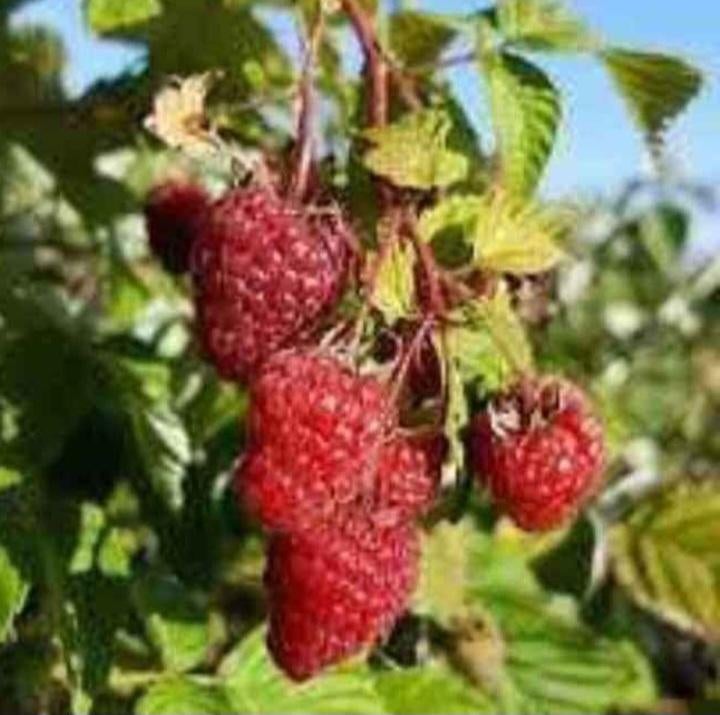 Framboisier, Enlèvement