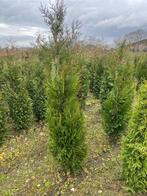 Thuya atrovirens, Jardin & Terrasse, Enlèvement, Conifère, Haie, 100 à 250 cm