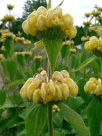phlomis, plante à fleurs jaunes, fleurit en juin, Autres espèces, Plein soleil, Été, Enlèvement