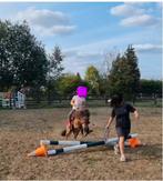 Magnifique étalon des Shetland (pont)