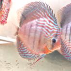 Discus red turquoise, Dieren en Toebehoren, Vis, Zoetwatervis, Schoolvis