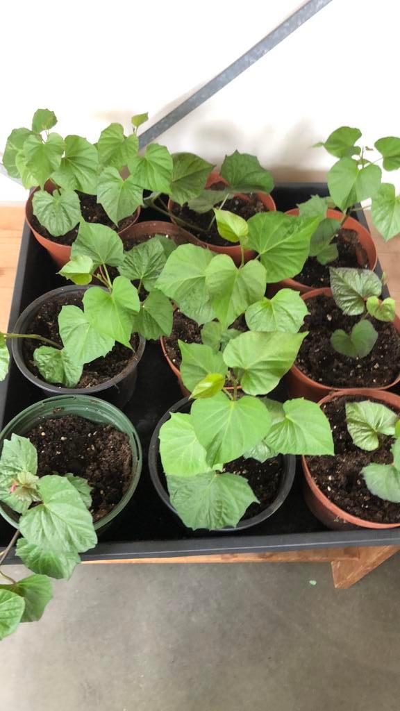 Zoete aardappel plantjes, Ophalen