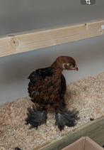 Brahma goudpatrijs., Dieren en Toebehoren, Pluimvee