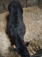Bwb  stierenkalf  en bwb vaars, Mâle, 0 à 2 ans