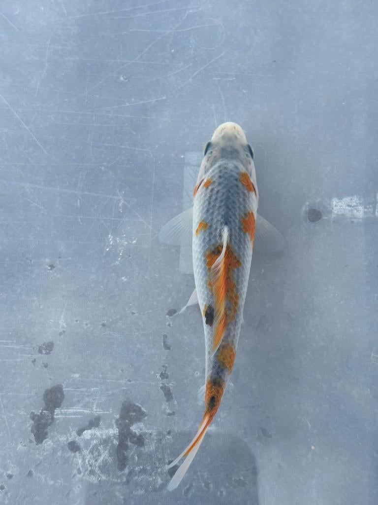 Japanse koi., Dieren en Toebehoren, Vissen | Vijvervissen