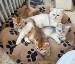 Prachtige kittens beschikbaar voor Reservatie, Chatte ou Chat, Avec pedigree, 0 à 2 ans