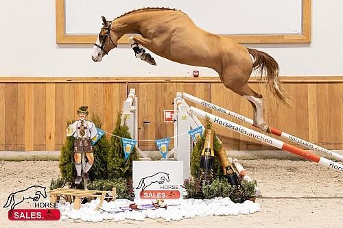 BILLY CONGO X MR. BLUE FOKMERRIE, Animaux & Accessoires, Chevaux, Jument, Z, 165 à 170 cm, 11 ans ou plus, Cheval de saut, Avec pedigree