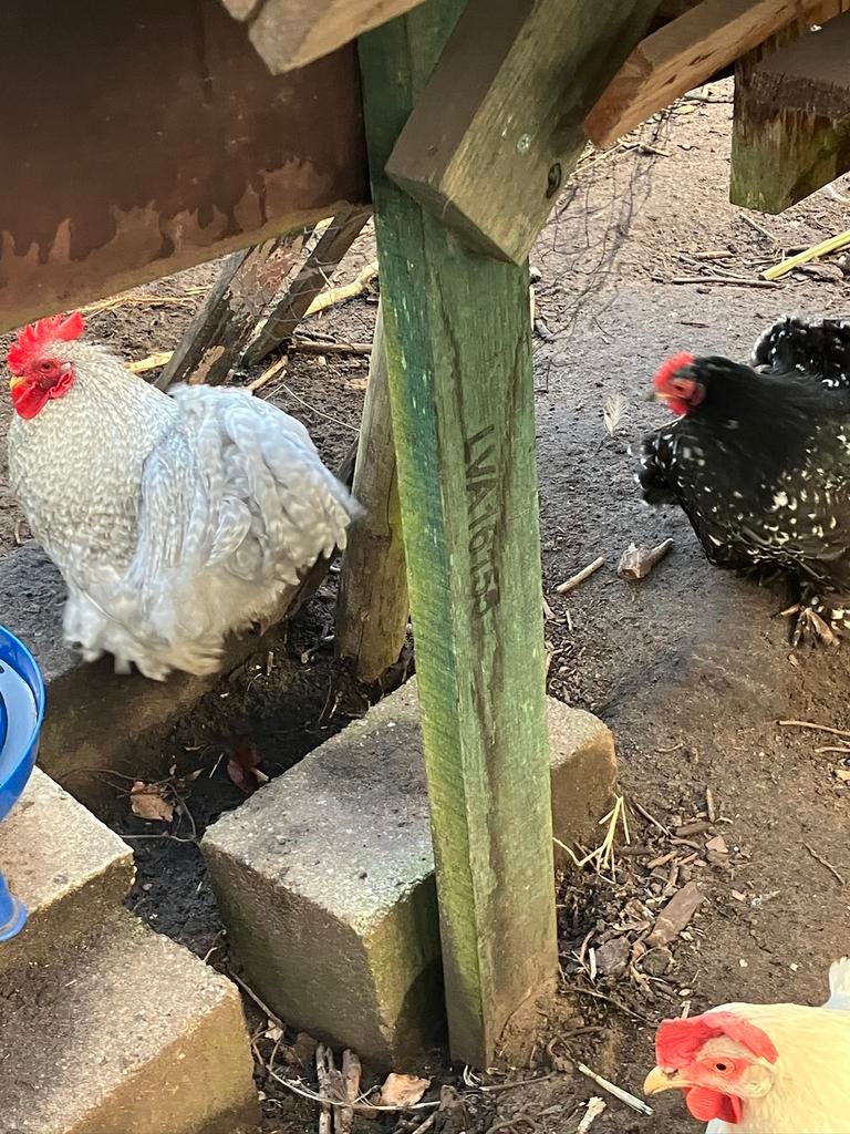 Kuikens cochin kriel, Dieren en Toebehoren, Pluimvee, Kip