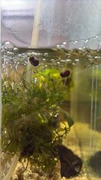 Jonge ramhoornslakjes, Dieren en Toebehoren, Slak of Weekdier, Zoetwatervis