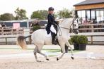 Dressuurles met eigen paard of lespaard, Dieren en Toebehoren, Paarden