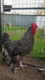 Ras zuivere mechelse koekoek hanen, Mannelijk, Kip