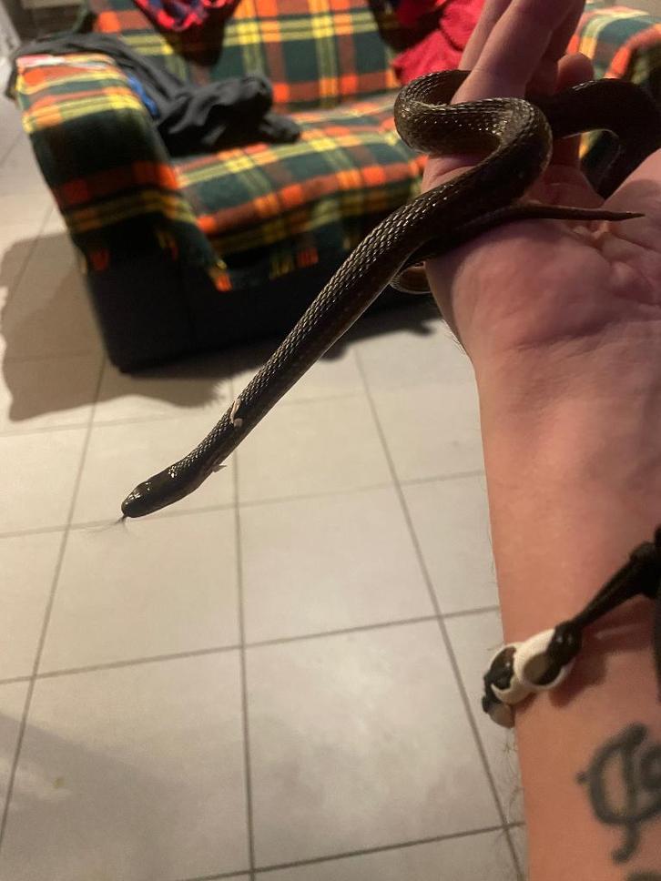 Thamnophis melanogaster canescens 5 dieren, Animaux & Accessoires, Reptiles & Amphibiens, Serpent, Avec terrarium