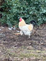 Jonge Haan, Dieren en Toebehoren, Pluimvee