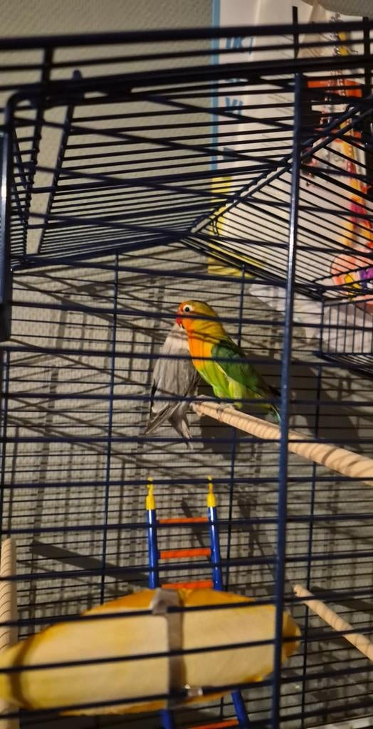 Dwergpapegaai s met kooi, Ophalen