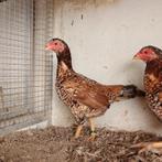 Krielkippen / krielen (Aseelkriel & Oud-Engelse kriel), Dieren en Toebehoren