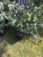 vlinderstruik, Volle zon, Vaste plant, Zomer, Ophalen