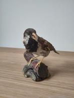 Opgezette huismus - taxidermie - vintage, Collections, Collections Animaux, Enlèvement, Comme neuf, Oiseaux, Animal empaillé