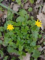 Grondbedekker, Tuin en Terras, Ophalen, Zomer